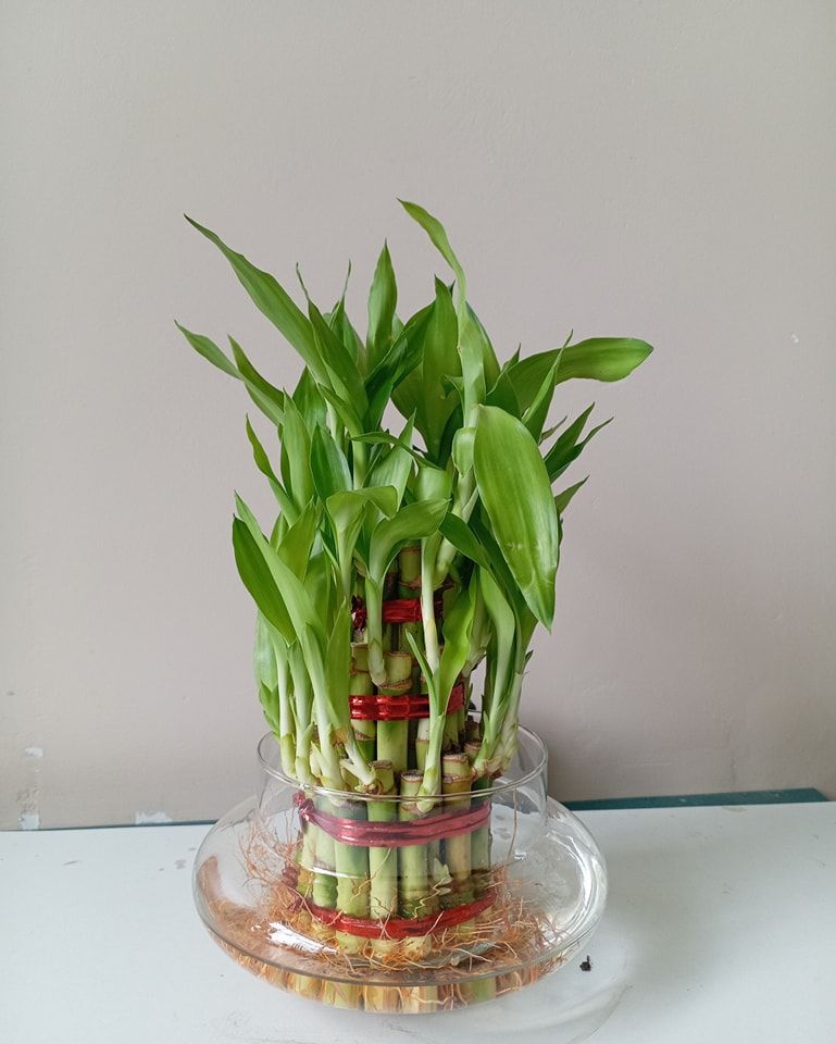 PLANTS